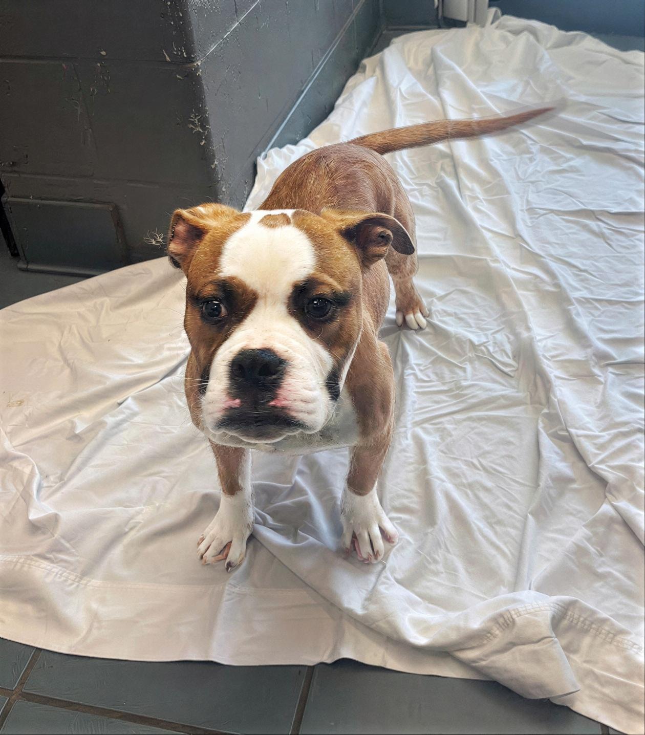 Enlarge Dinner Roll, an adopted Mixed Breed in Nashville, TN image 1/1