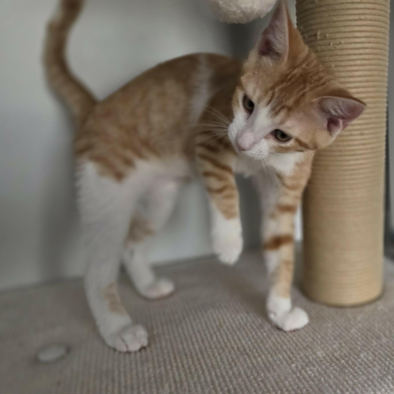 FABIA, a ADOPTABLE Domestic Short Hair in Loveland, CO image 4/6