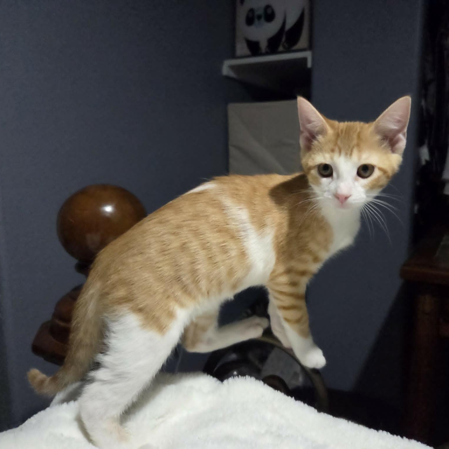 FABIA, a ADOPTABLE Domestic Short Hair in Loveland, CO image 5/6