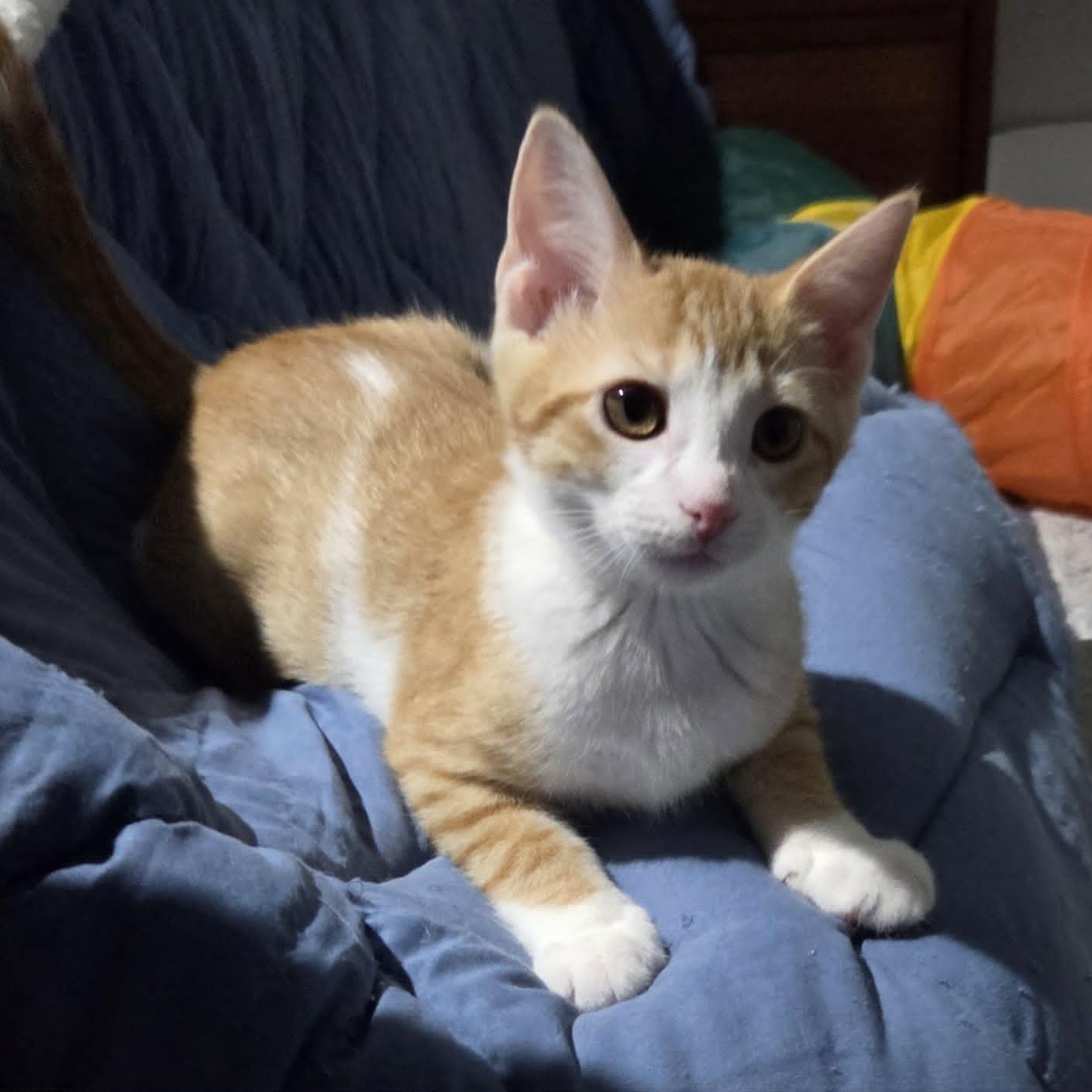FABIA, a ADOPTABLE Domestic Short Hair in Loveland, CO image 2/6