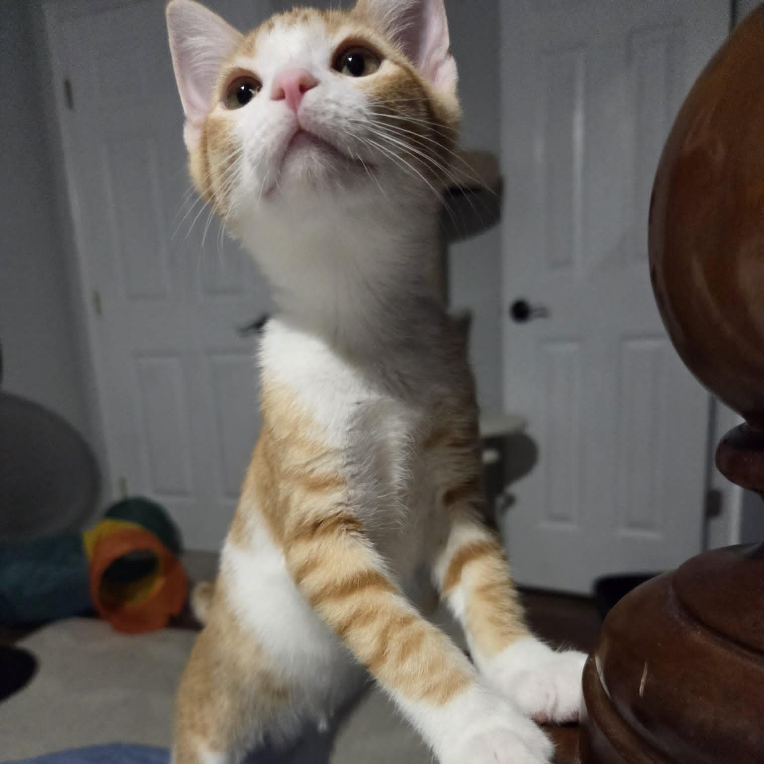 FABIA, ADOPTABLE, Kitten Female Domestic Short Hair.