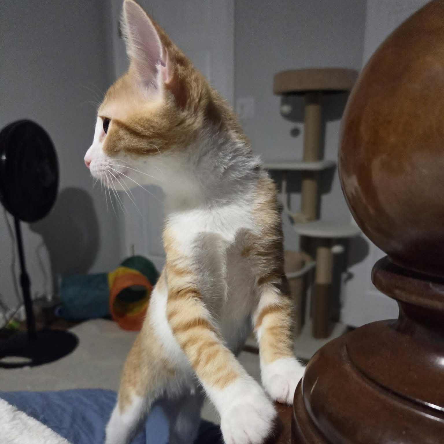 FABIA, a ADOPTABLE Domestic Short Hair in Loveland, CO image 6/6
