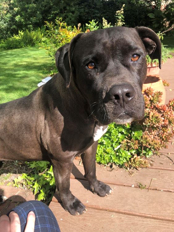 Luna, a Adoptable Pit Bull Terrier in Fresno, CA image 1/3