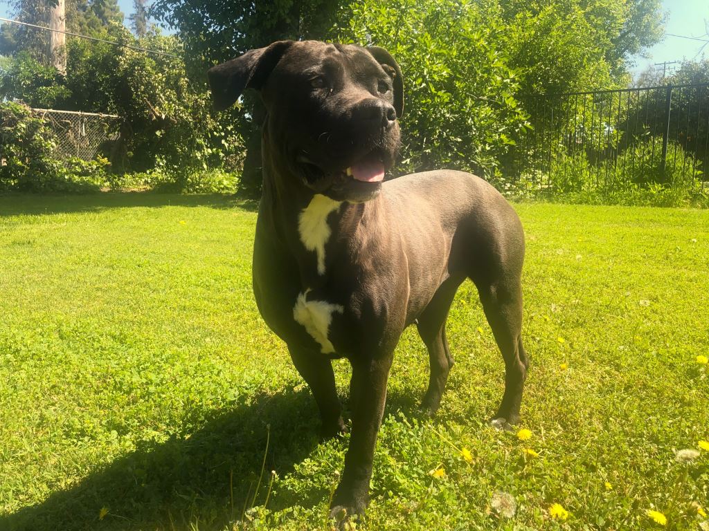 Luna, a Adoptable Pit Bull Terrier in Fresno, CA image 2/3