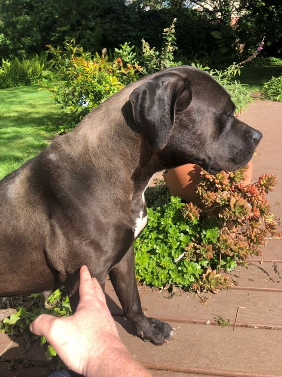 Luna, a Adoptable Pit Bull Terrier in Fresno, CA image 3/3