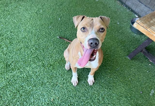 LAYLA, Adoptable, Adult Female Pit Bull Terrier.