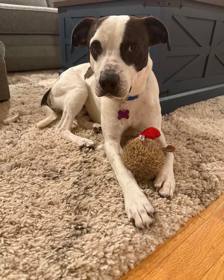 Enlarge Raptor, a ADOPTABLE mixed breed in Washington , PA image 1/1