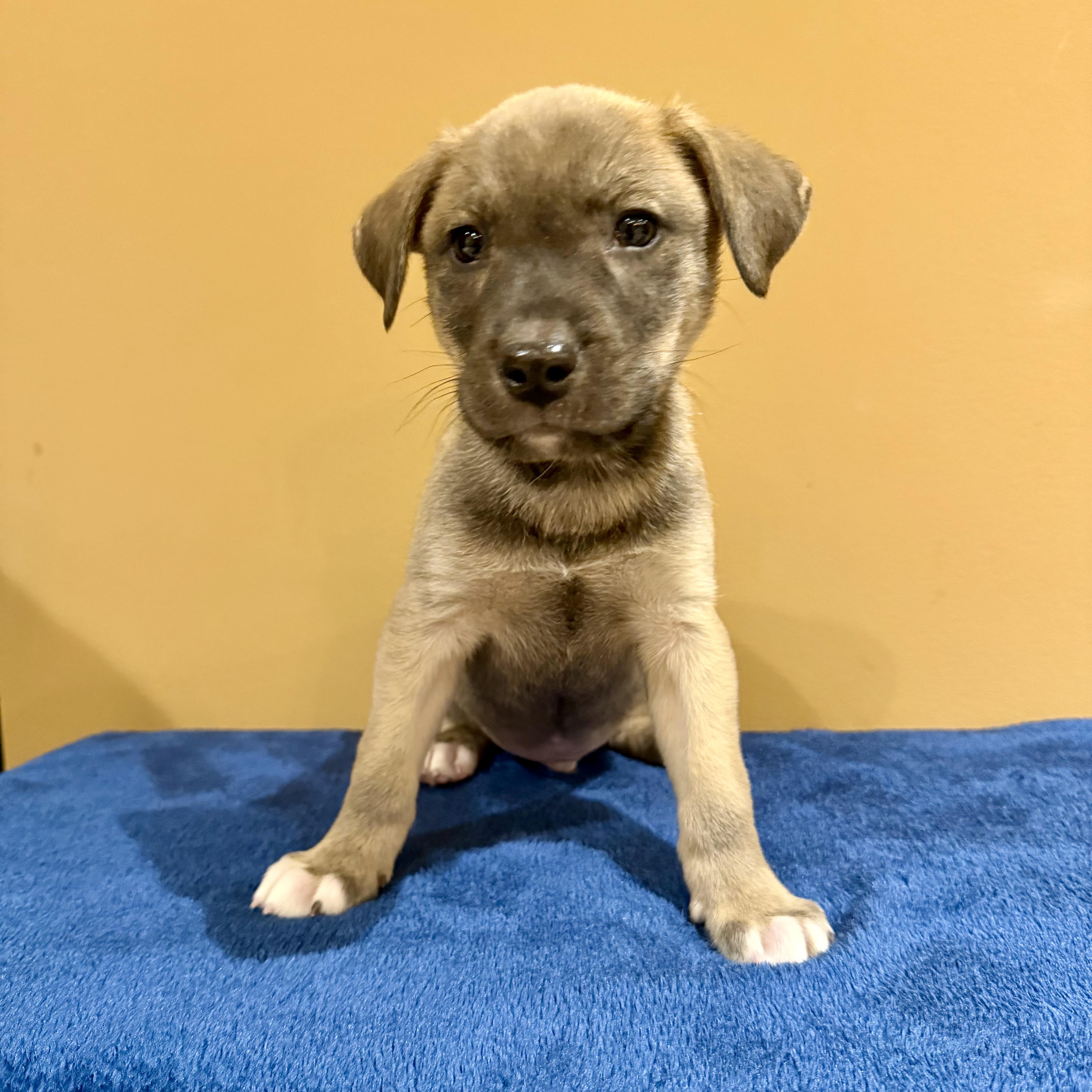 Pumpernickel, a ADOPTABLE mixed breed in Murphysboro, IL image 1/5