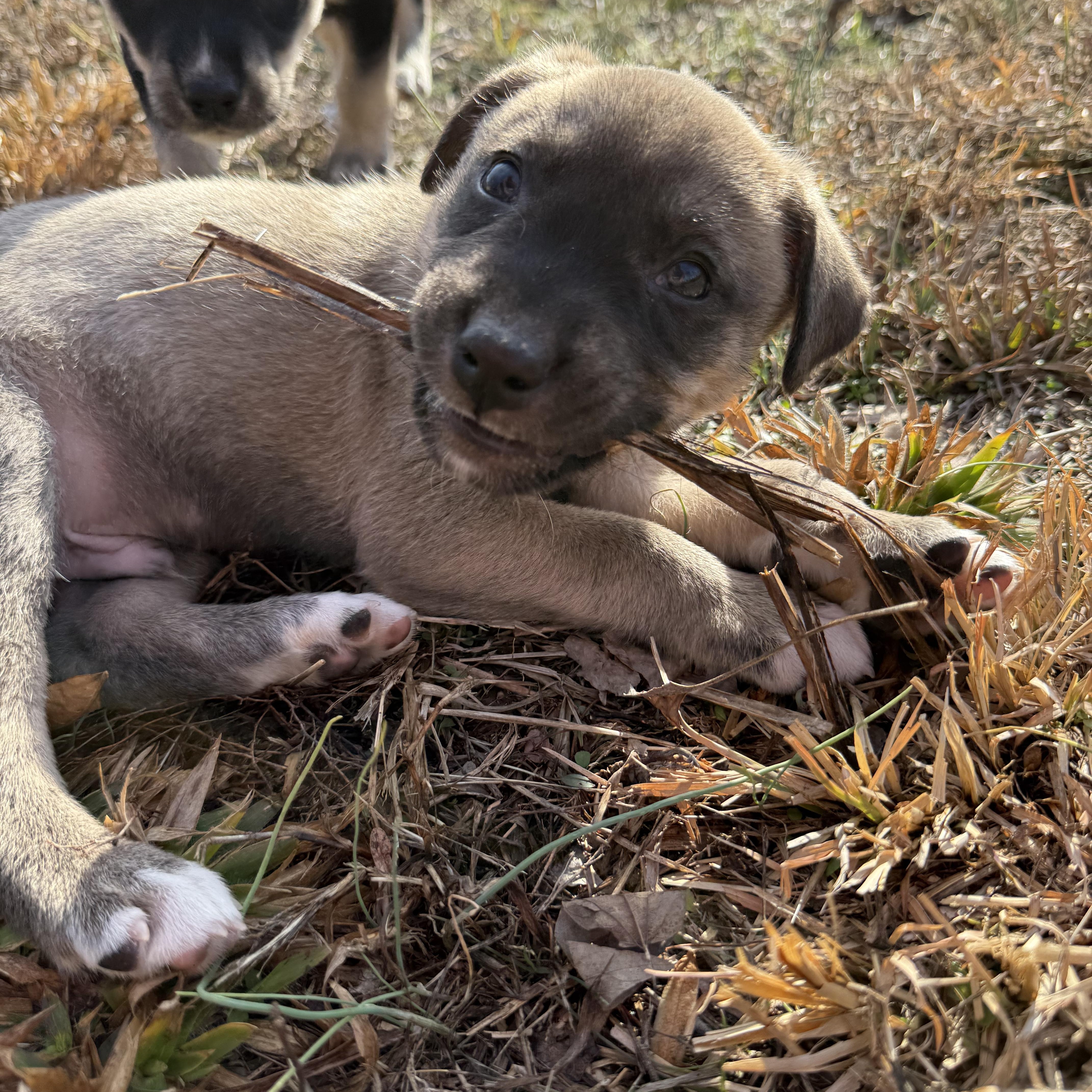 Pumpernickel, a ADOPTABLE mixed breed in Murphysboro, IL image 5/5