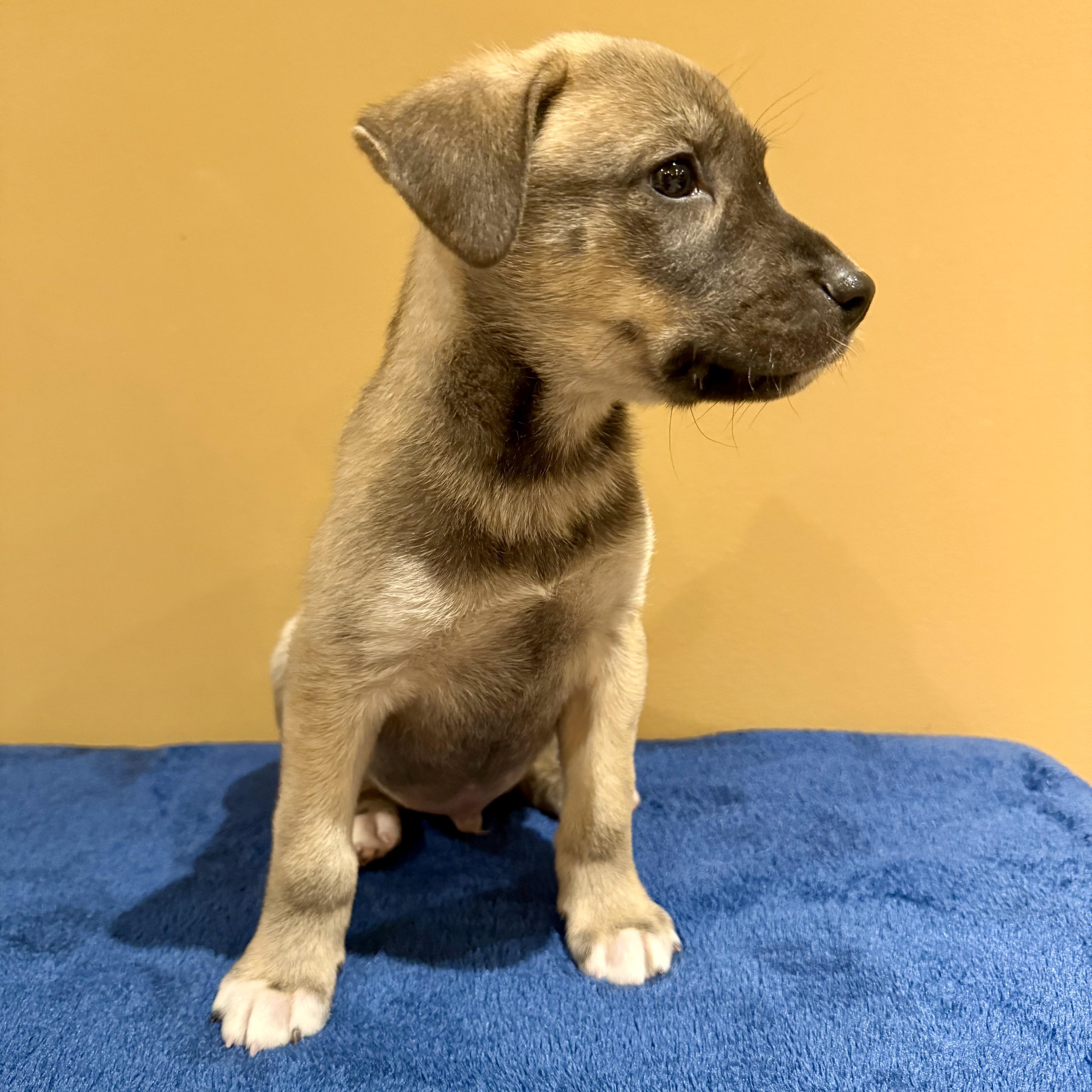 Pumpernickel, a ADOPTABLE mixed breed in Murphysboro, IL image 2/5