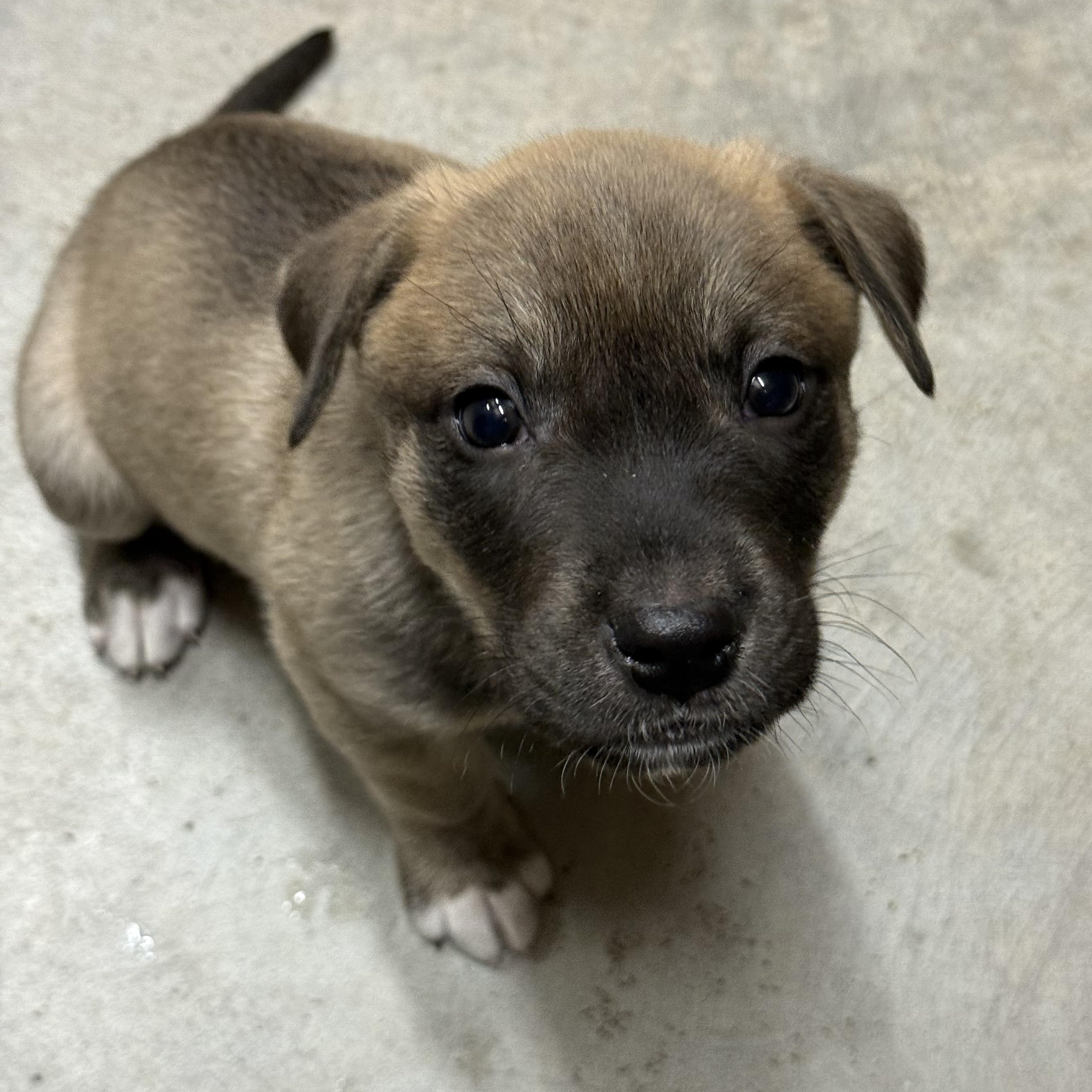Pumpernickel, a ADOPTABLE mixed breed in Murphysboro, IL image 4/5