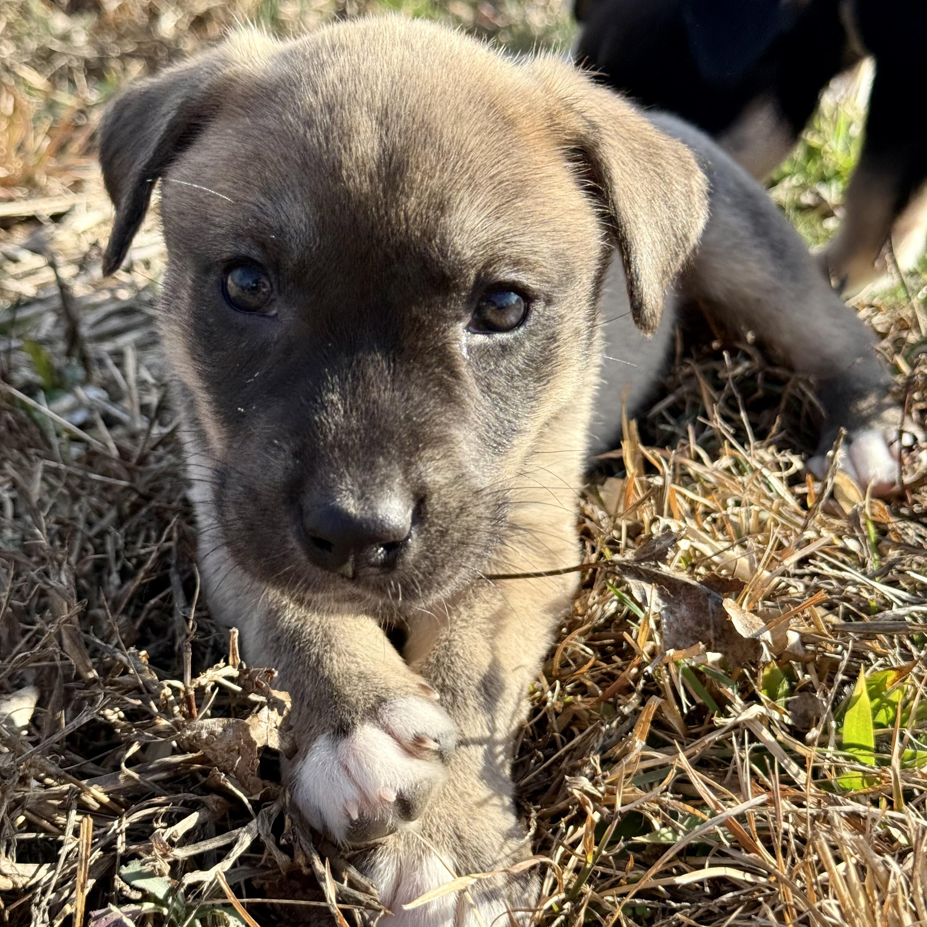 Pumpernickel, a ADOPTABLE mixed breed in Murphysboro, IL image 3/5
