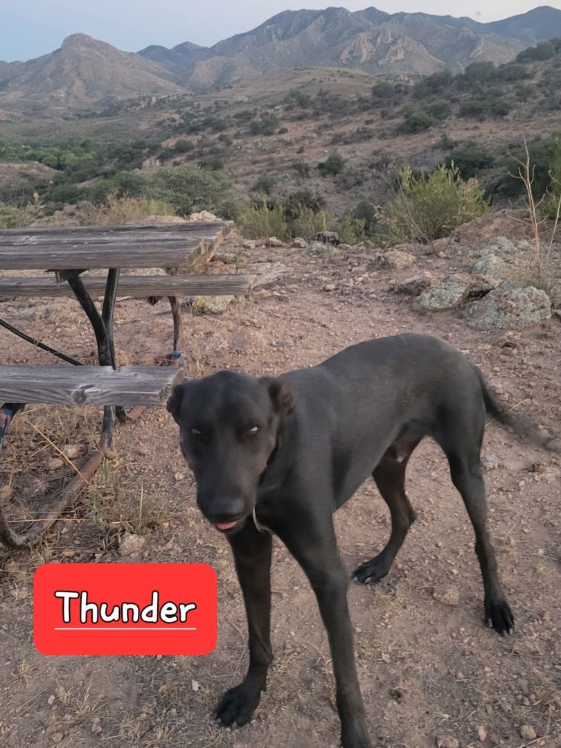 Thunder, a Adoptable Labrador Retriever in Tucson, AZ image 1/2