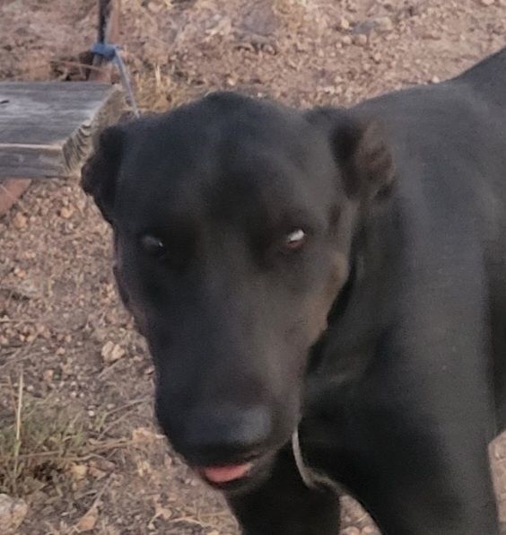 Thunder, a Adoptable Labrador Retriever in Tucson, AZ image 2/2
