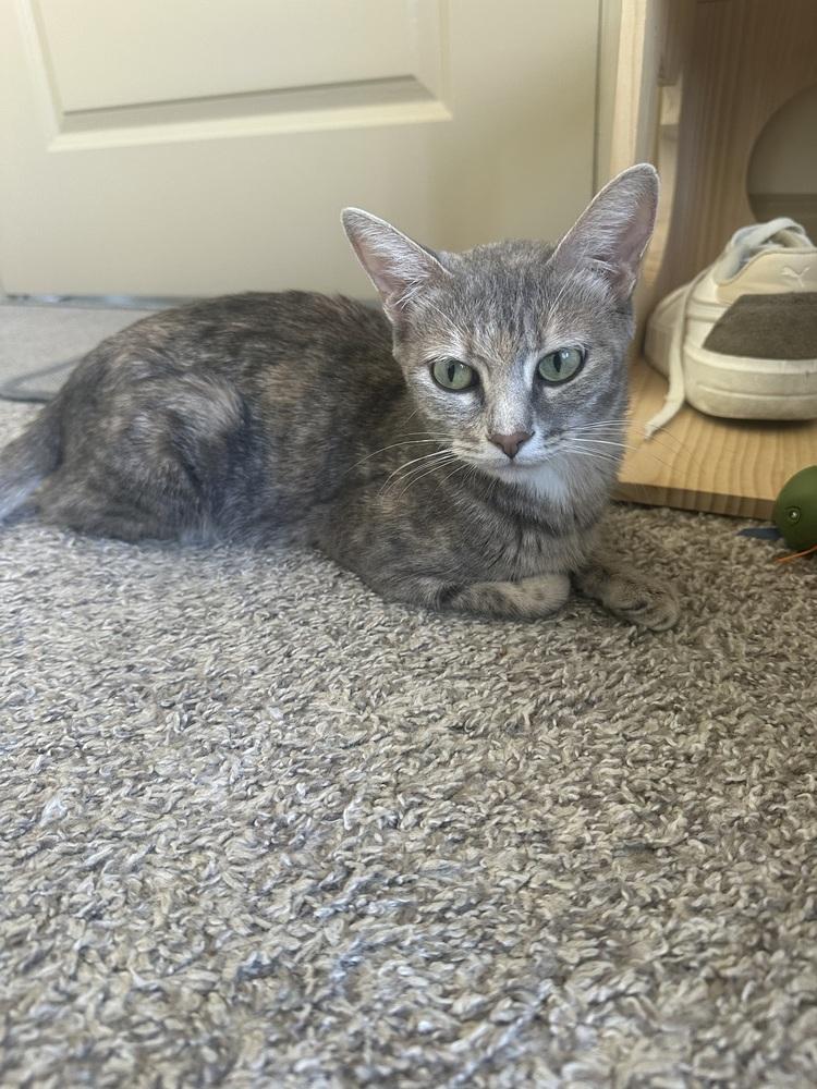 Enlarge Chicha, a Adoptable mixed breed in Aurora, CO image 5/5