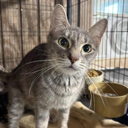 Silky, Adopted, Adult Female Tabby.