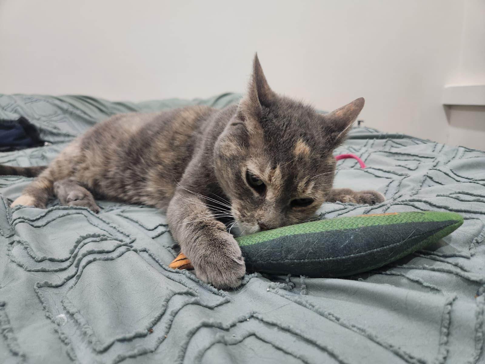 Tortilla Chip, a Adoptable Domestic Short Hair in Florham Park, NJ image 6/6