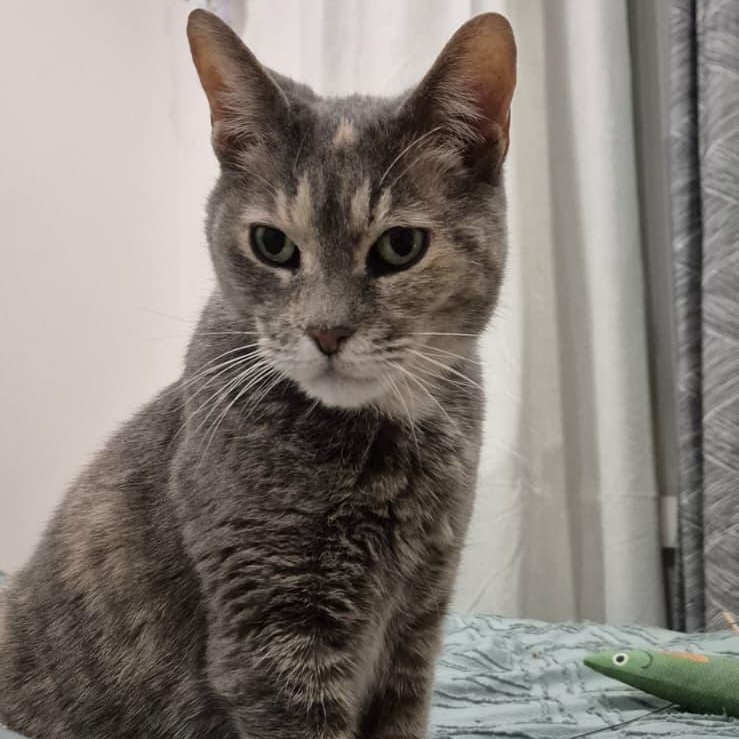 Tortilla Chip, a Adoptable Domestic Short Hair in Florham Park, NJ image 1/6