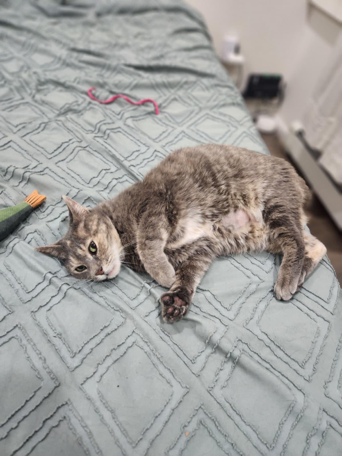 Tortilla Chip, a Adoptable Domestic Short Hair in Florham Park, NJ image 5/6