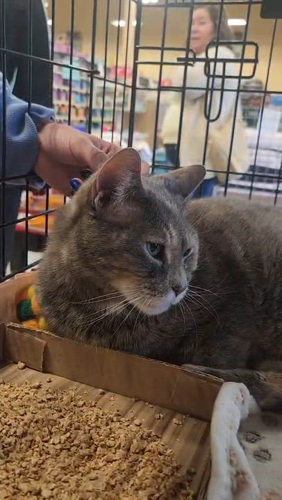 Enlarge Tortilla Chip, a Adoptable Domestic Short Hair in Florham Park, NJ video 4/6