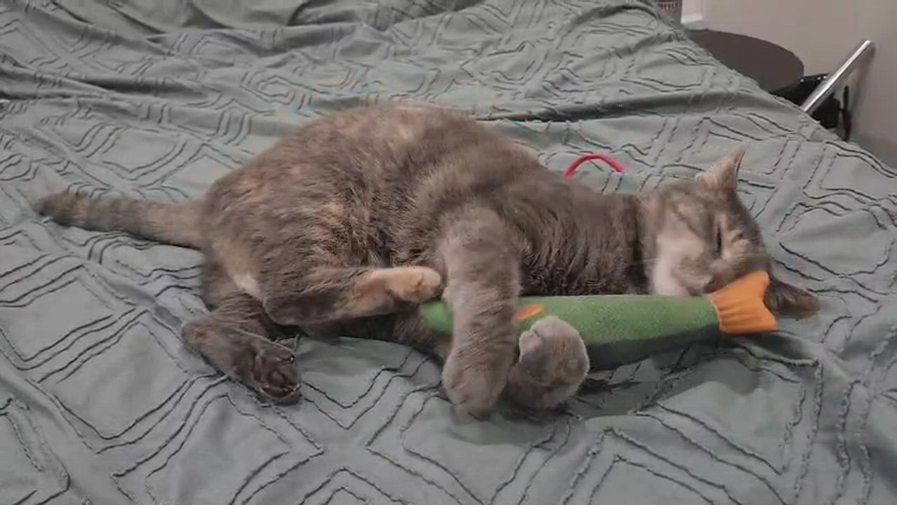 Enlarge Tortilla Chip, a Adoptable Domestic Short Hair in Florham Park, NJ video 3/6