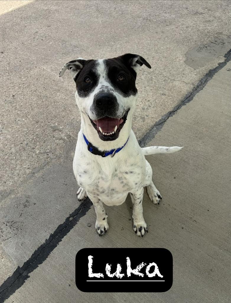 Enlarge Luka, a Adoptable mixed breed in Maumelle, AR image 1/4