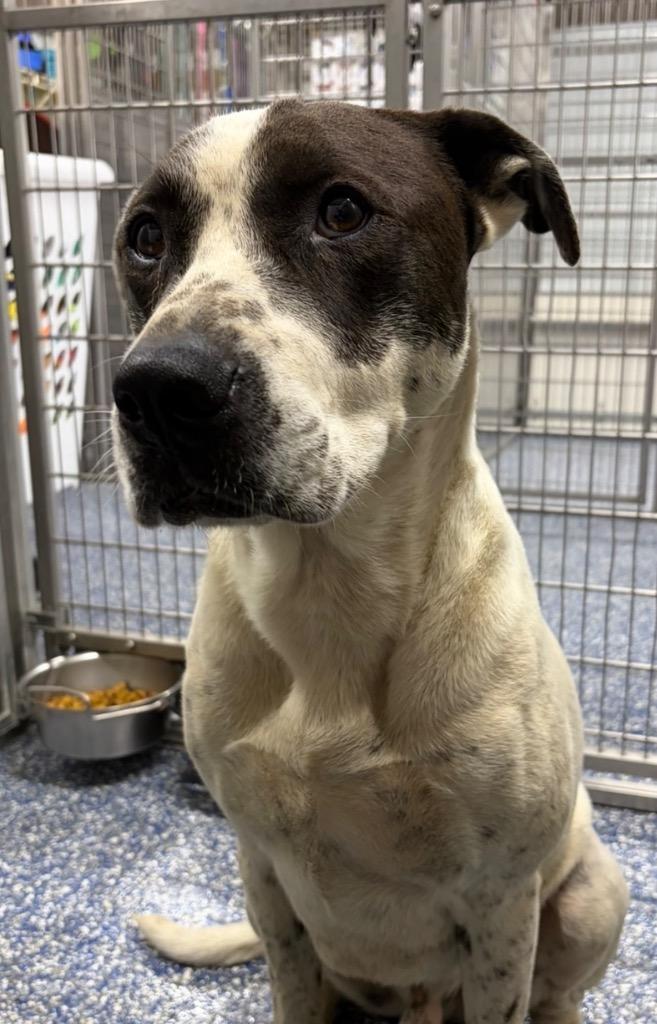 Luka, Adoptable, Adult Male Cattle Dog & Mixed Breed.