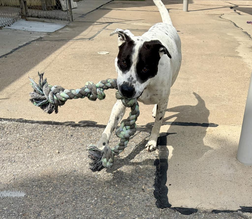 Enlarge Luka, a Adoptable mixed breed in Maumelle, AR image 3/4
