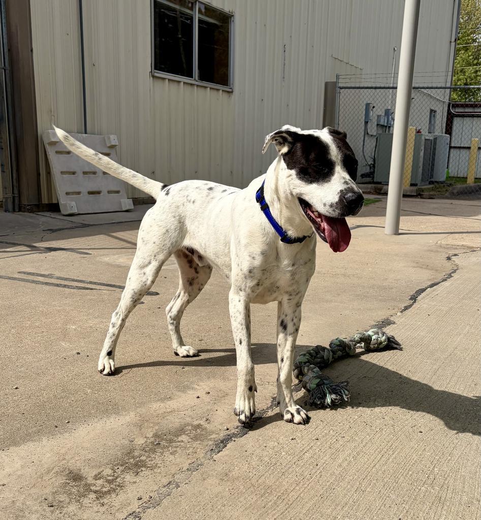 Enlarge Luka, a Adoptable mixed breed in Maumelle, AR image 4/4
