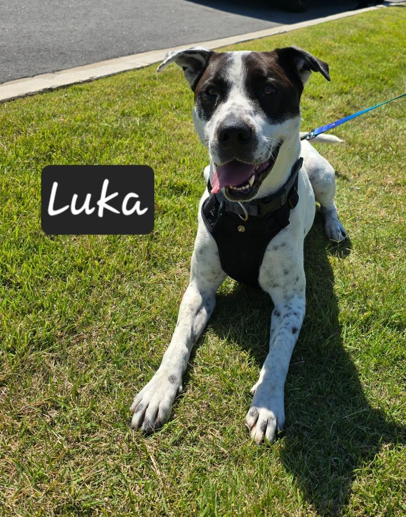 Enlarge Luka, a Adoptable mixed breed in Maumelle, AR image 5/6