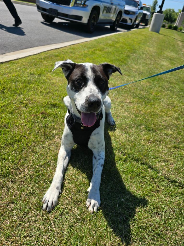 Enlarge Luka, a Adoptable mixed breed in Maumelle, AR image 6/6