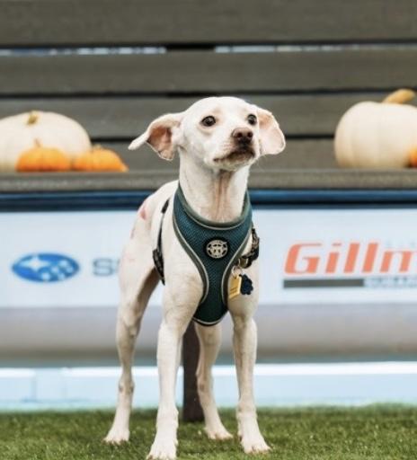 Charlie, a Adoptable mixed breed in PITTSBURGH, PA image 3/3