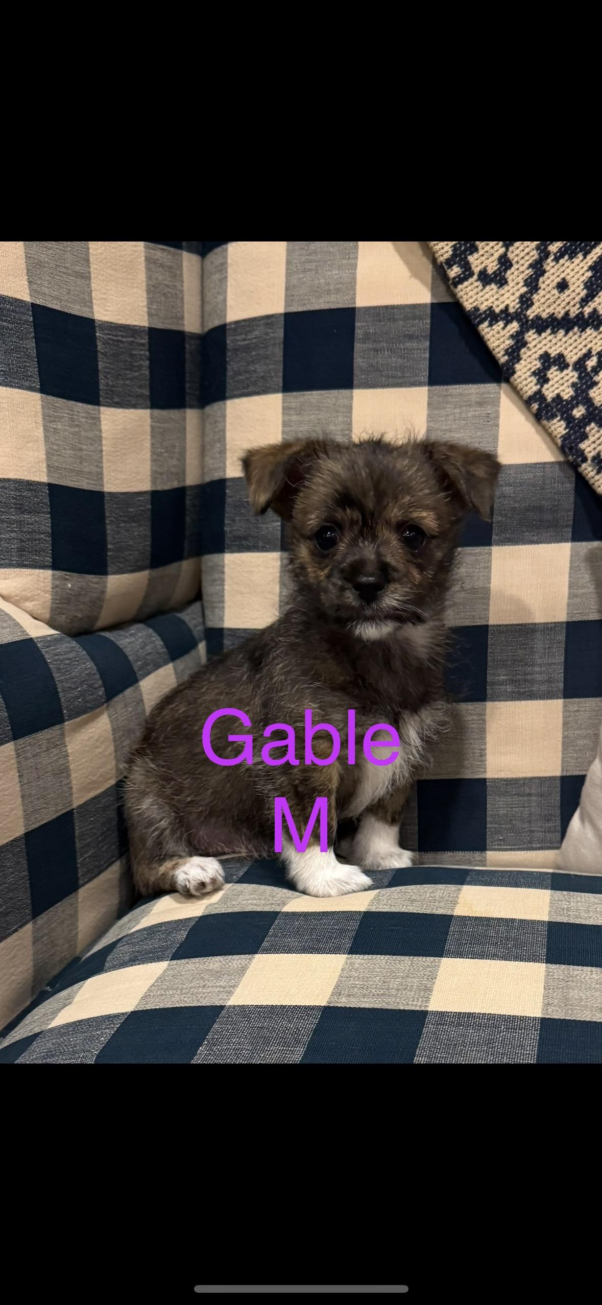 Enlarge Gable, a Adoptable mixed breed in Berlin, NJ image 1/3