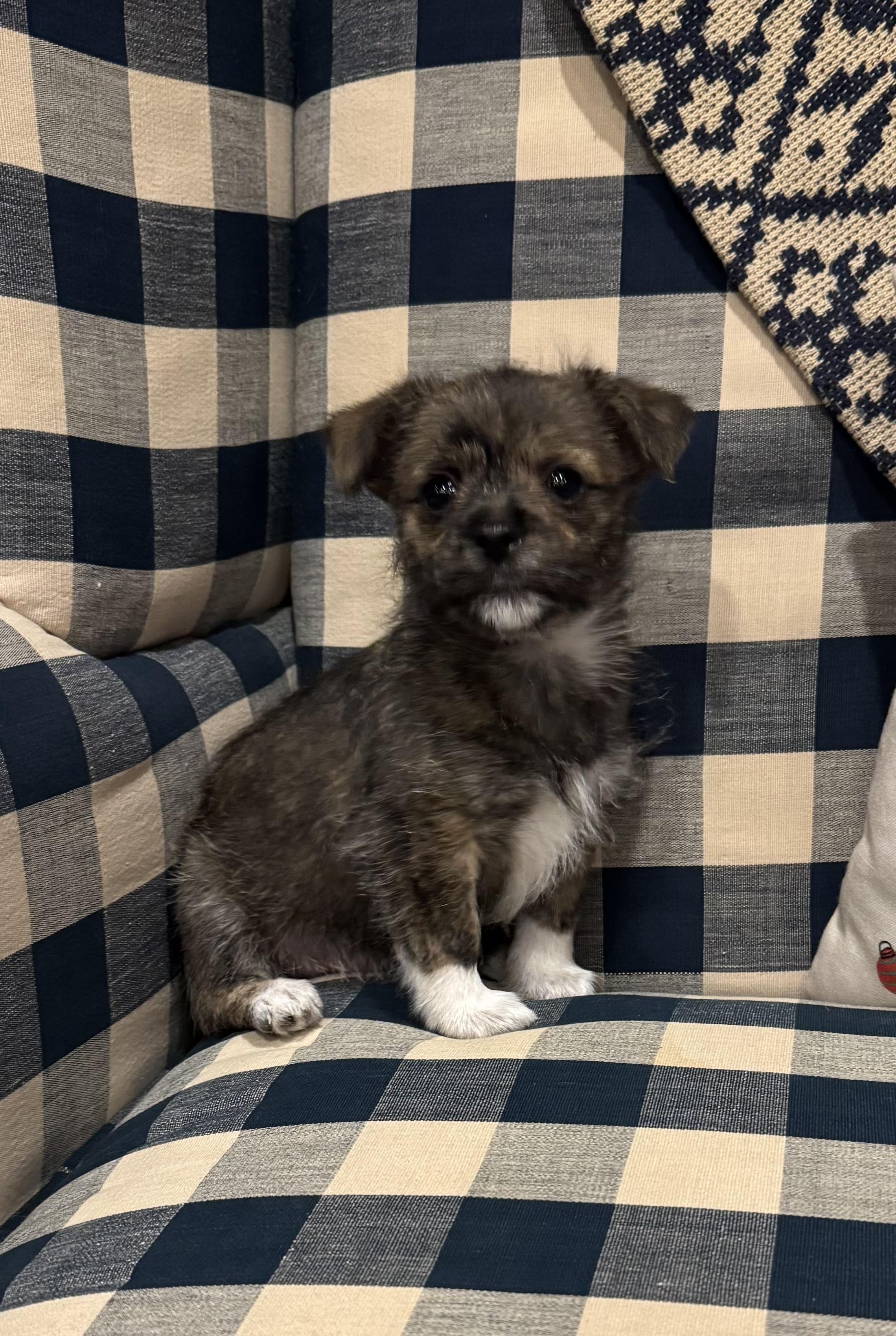 Enlarge Gable, a Adoptable mixed breed in Berlin, NJ image 2/3