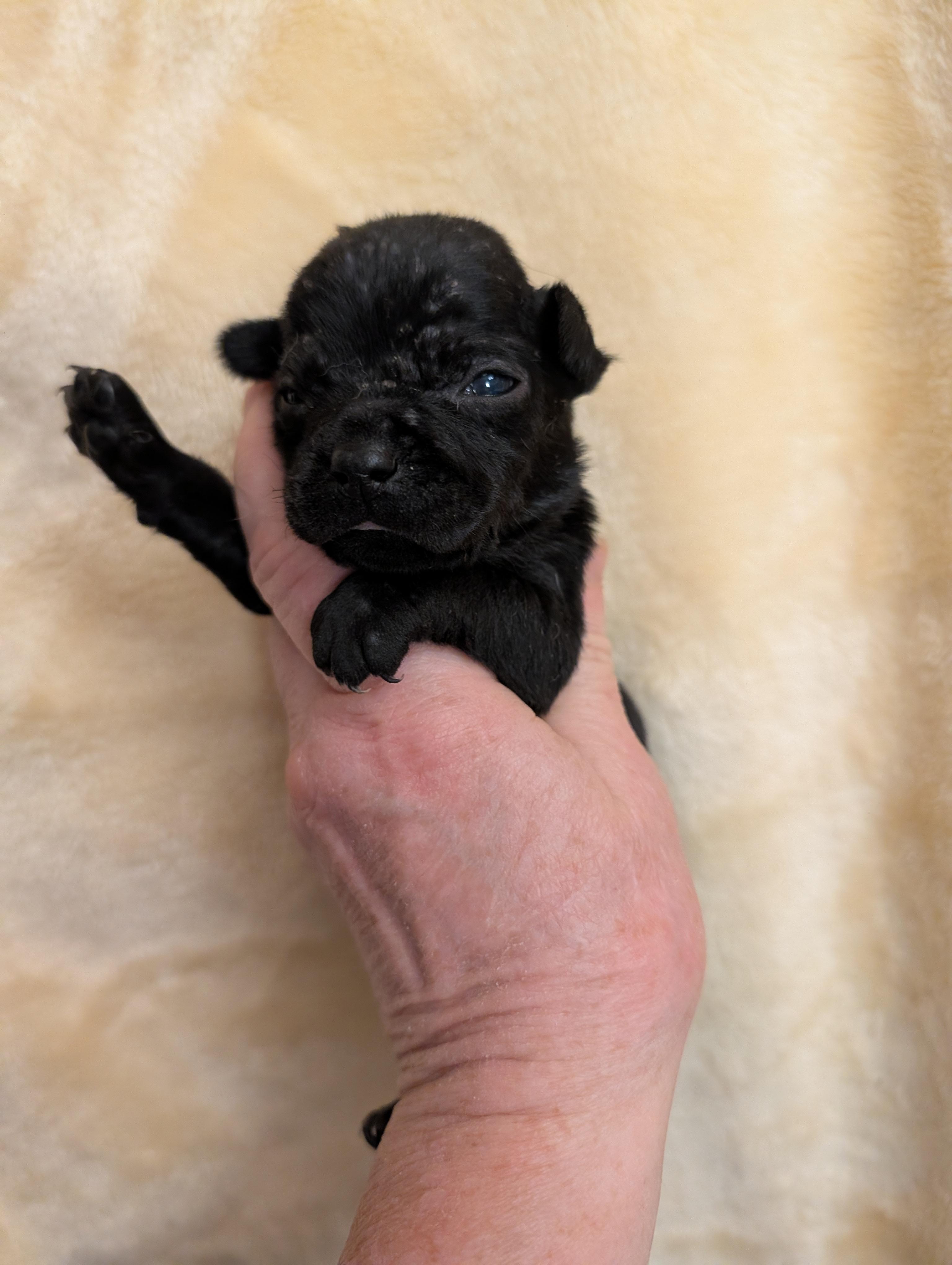 CAMILLE, ADOPTABLE, Puppy Female Chiweenie.