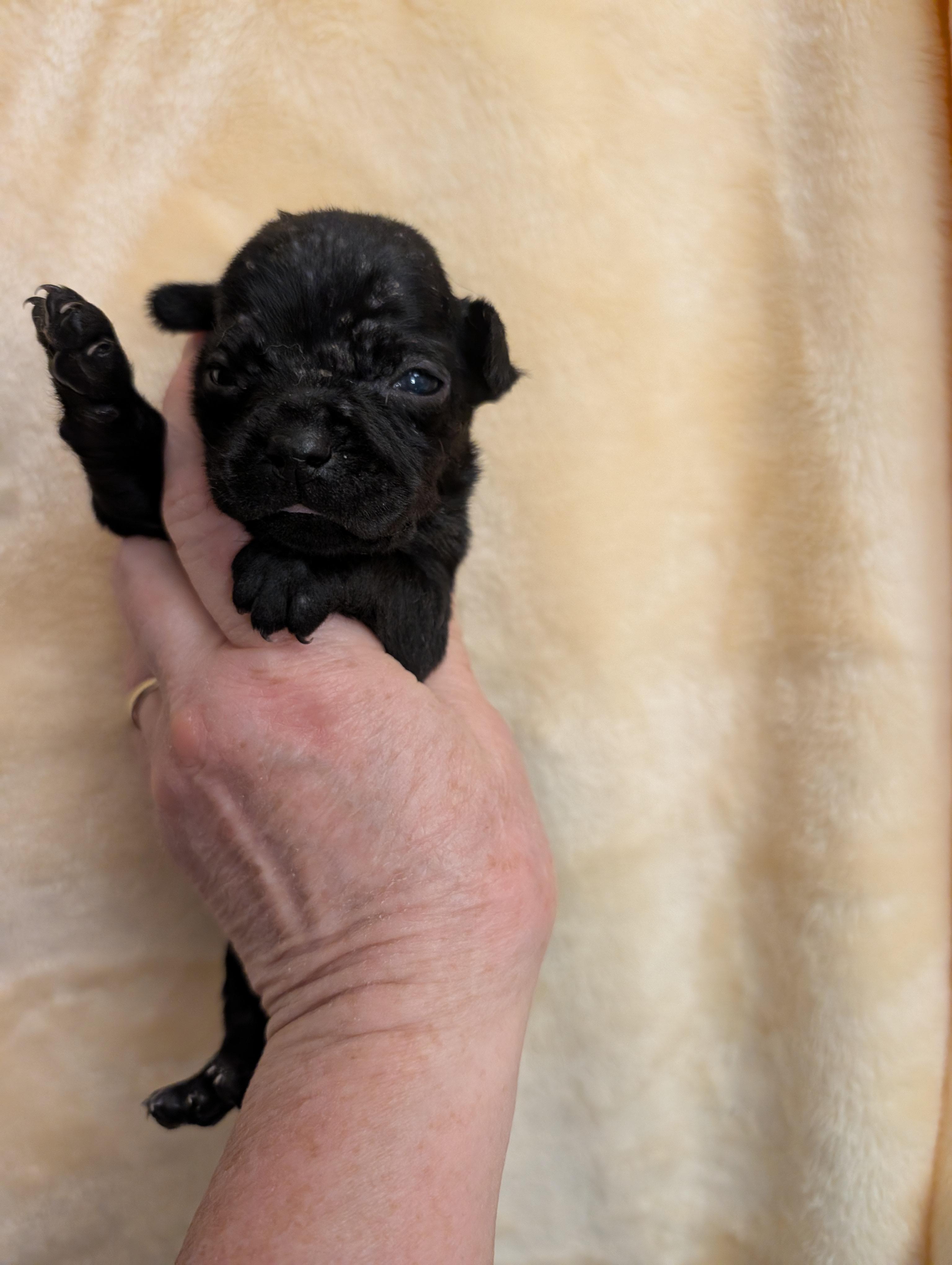 Enlarge CAMILLE, a ADOPTABLE mixed breed in Browns Mills, NJ image 2/3