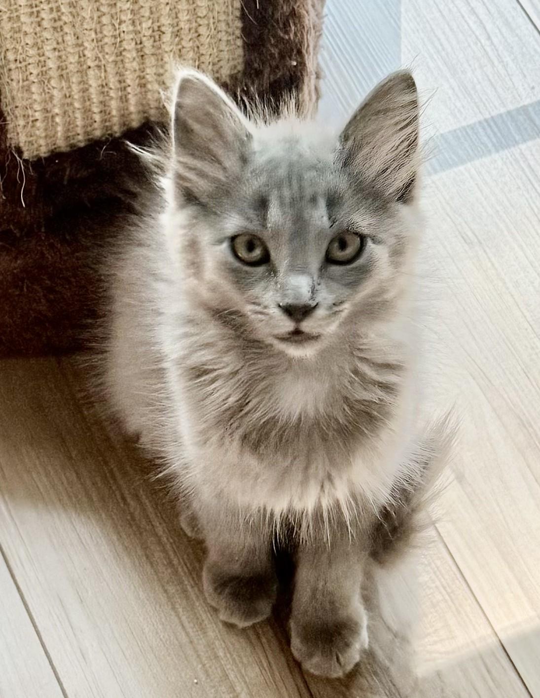 SPIDEY & GWENOM, adopted, Kitten Female Domestic Long Hair & Domestic Short Hair.