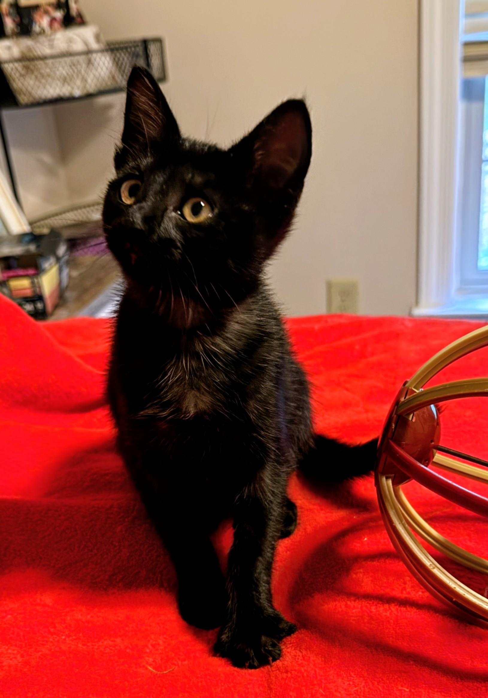 SPIDEY & GWENOM, an adopted mixed breed in Lebanon, TN image 4/6