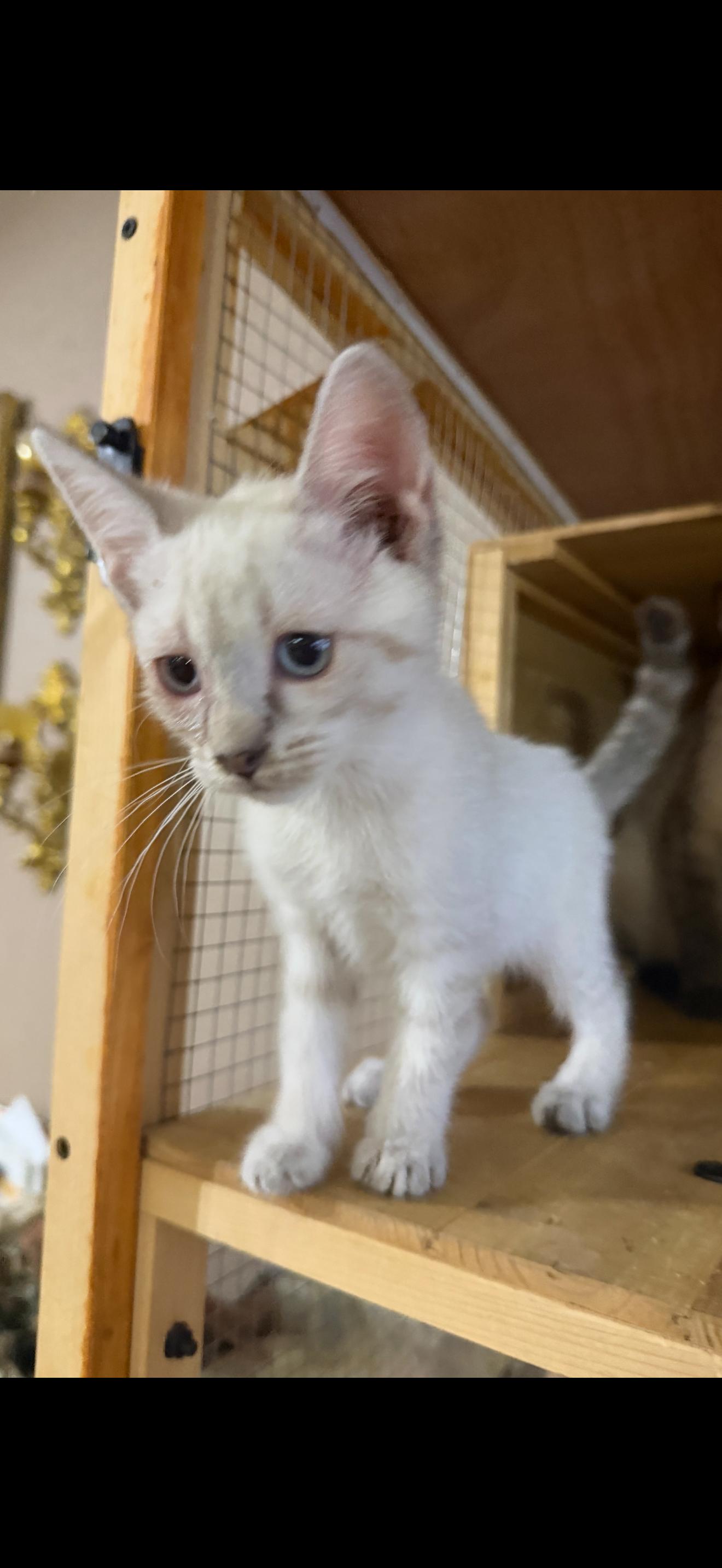 Enlarge Lola, a Adoptable mixed breed in Stockton, CA image 2/4