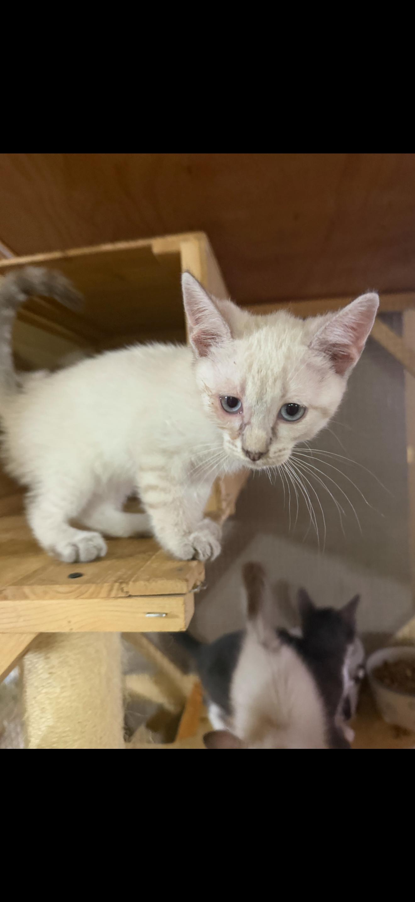 Lola, Adoptable, Kitten Female Siamese & American Shorthair.