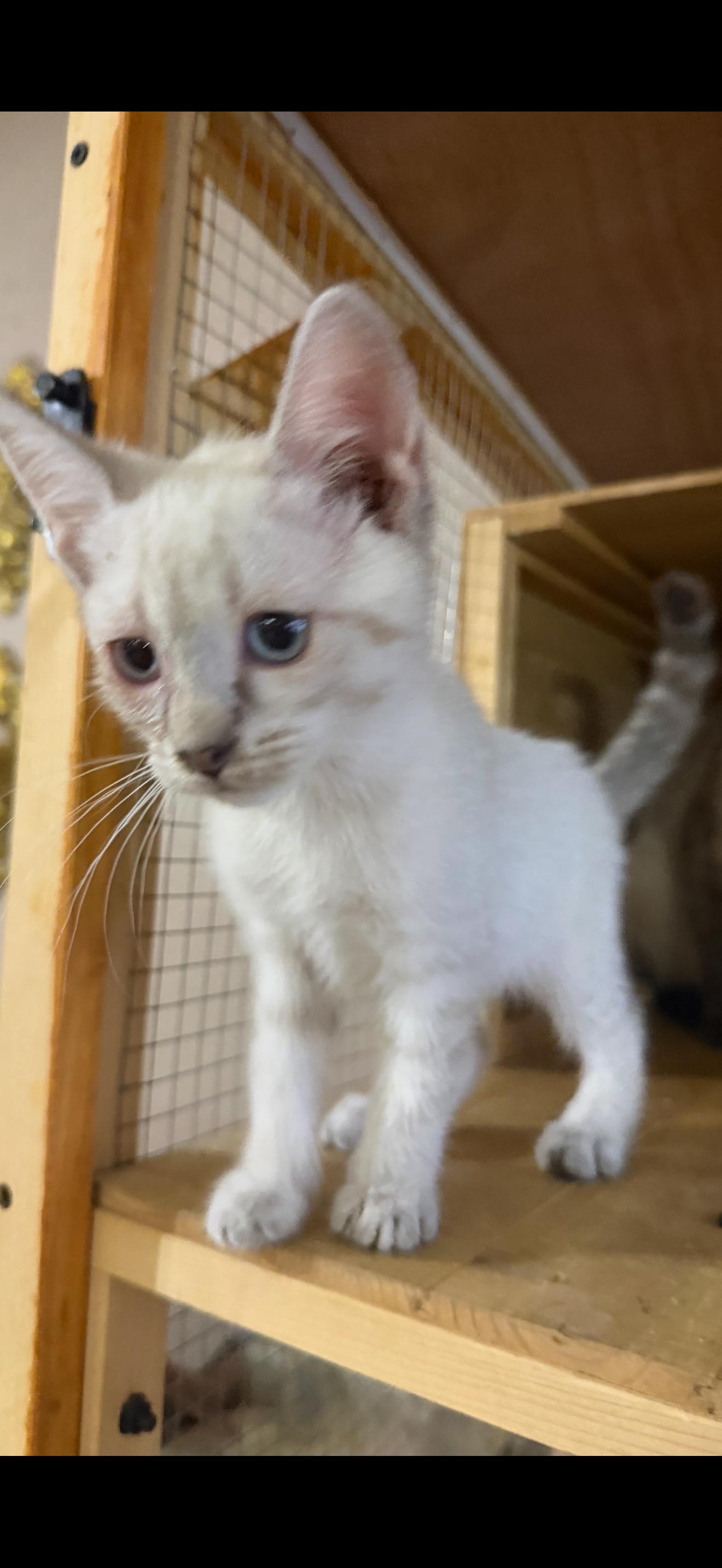 Enlarge Lola, a Adoptable mixed breed in Stockton, CA image 3/4