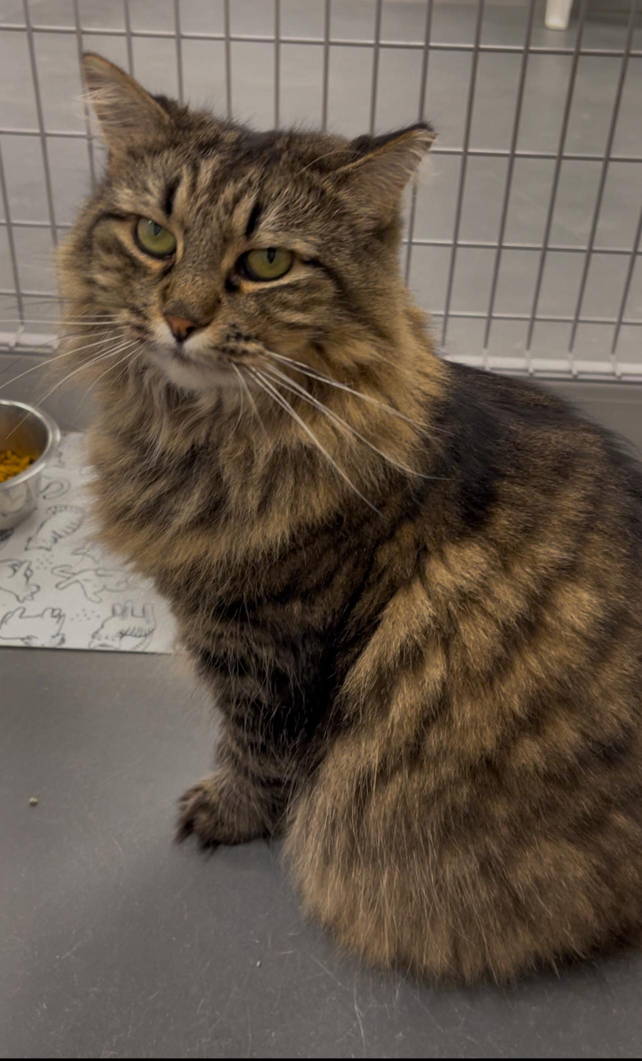 Enlarge Mimsi, a Adoptable Domestic Long Hair in Williamsport, PA image 3/3