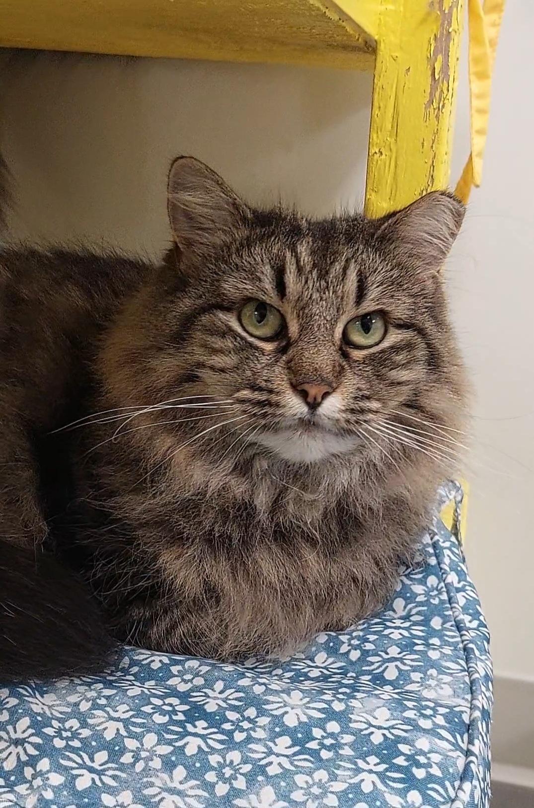 Enlarge Mimsi, a Adoptable Domestic Long Hair in Williamsport, PA image 1/3