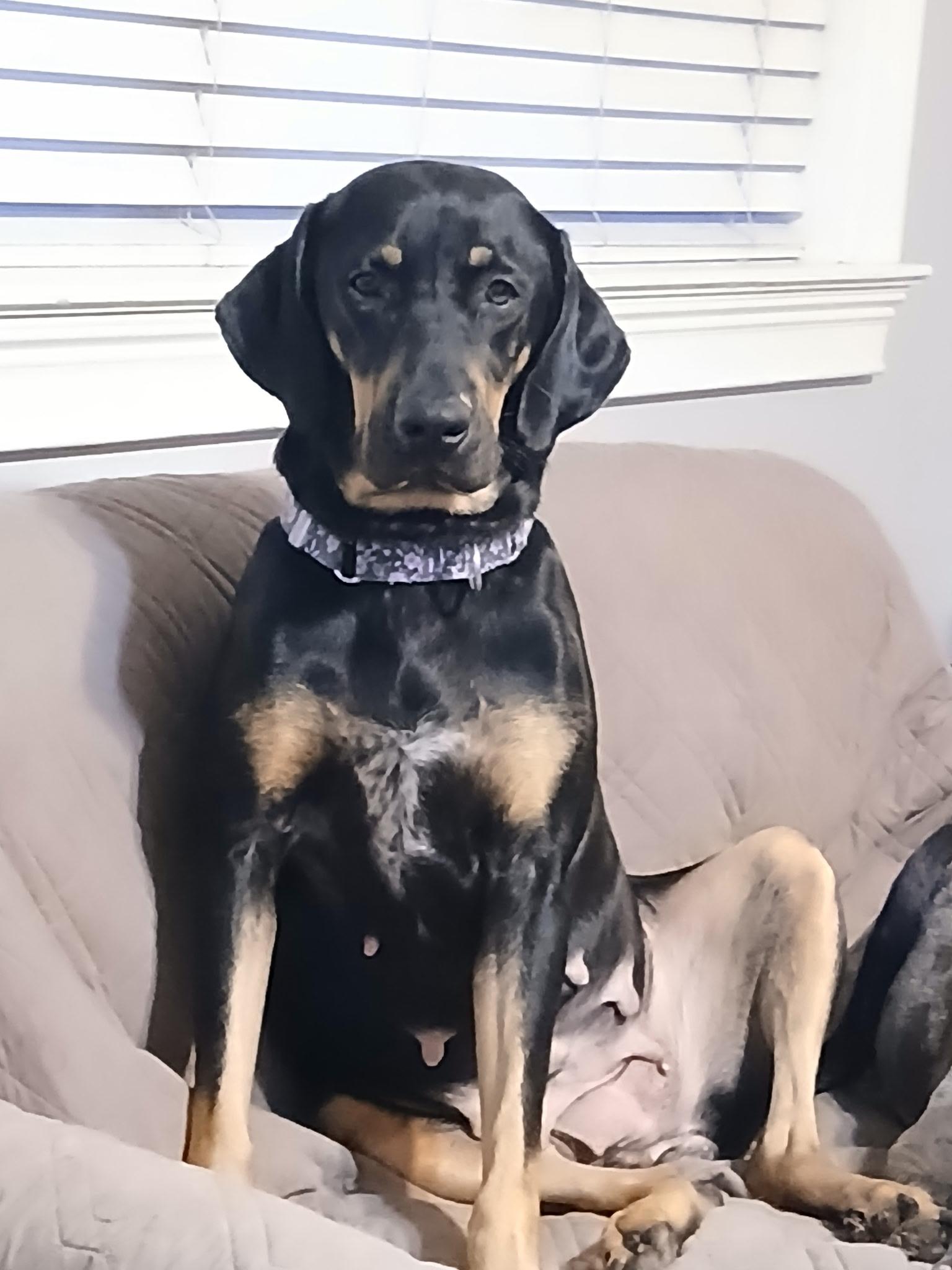 Enlarge Mirabel, a ADOPTABLE Plott Hound in Jefferson , LA image 1/1