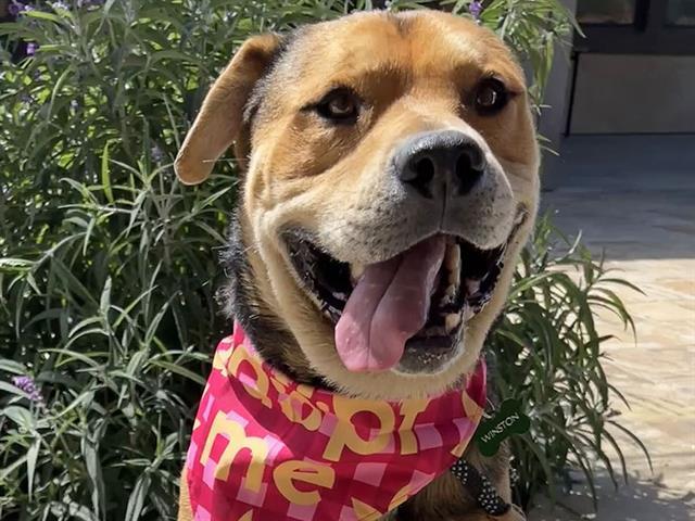 WINSTON, Adoptable, Adult Male Pit Bull Terrier.