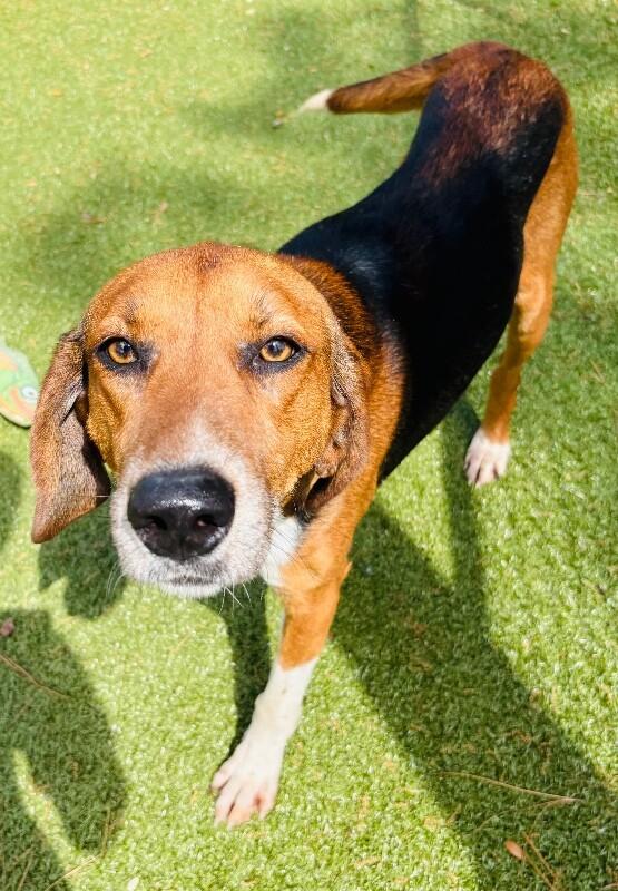 Drift, Adoptable, Adult Male Hound.