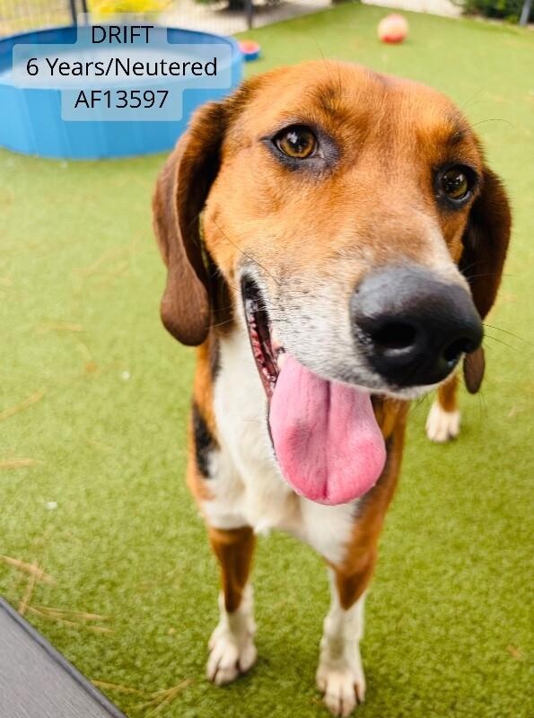 Drift, Adoptable, Adult Male Hound.