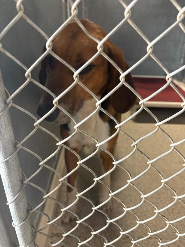 Enlarge Drift, a Adoptable Hound in Supply, NC image 2/2