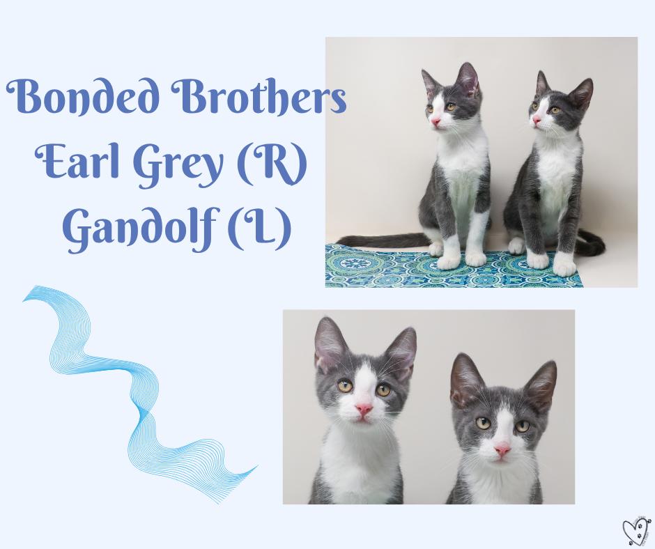 Earl Grey thumbnail 5