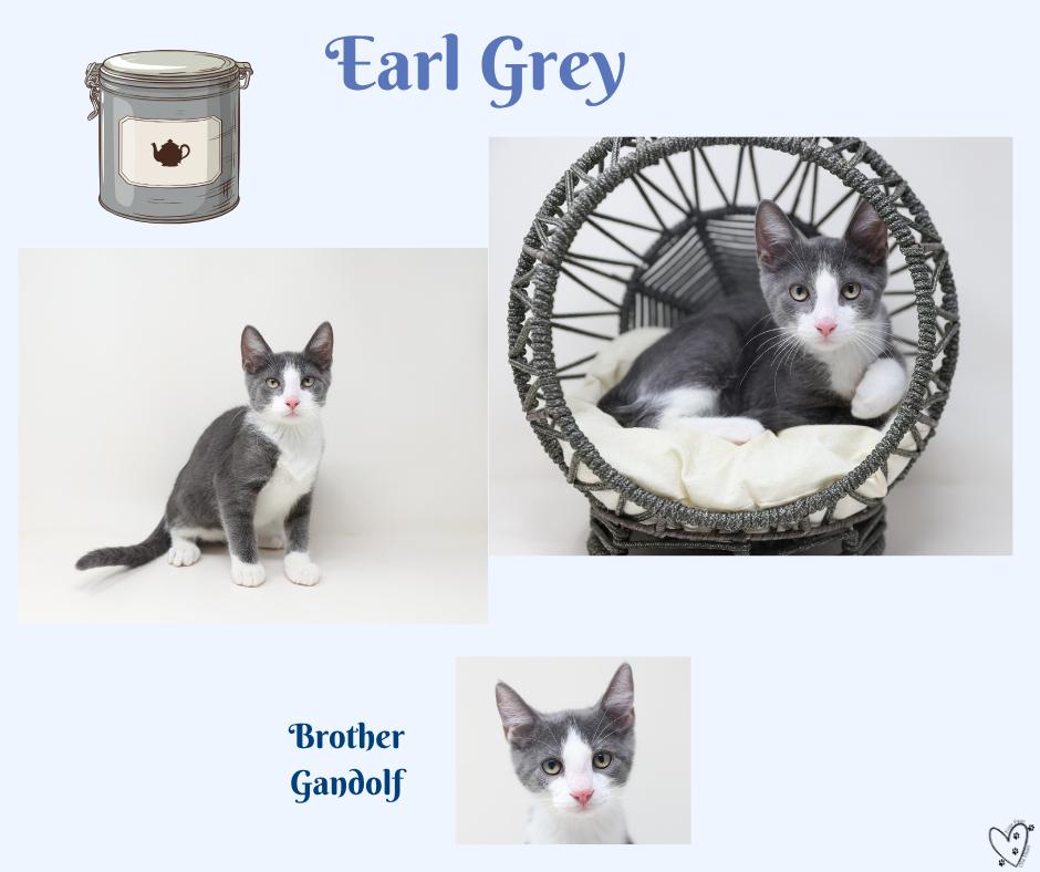 Earl Grey thumbnail 4